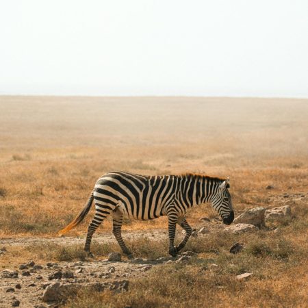 Lone zebra walking in Serengeti plains