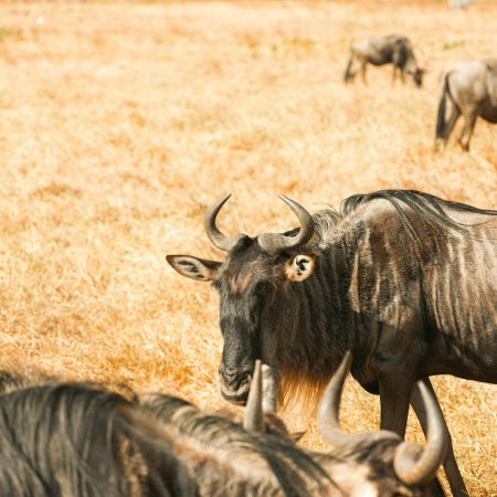 Wildebeest grazing during Great Migration