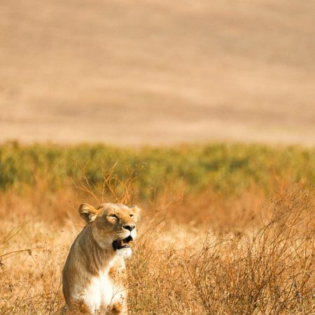 Lioness prowling in Ngorongoro Crater