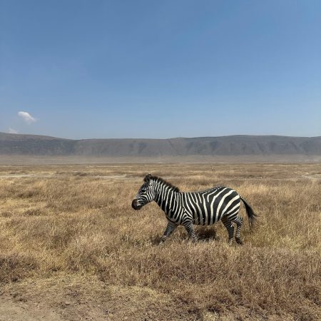 Zebra walking in Ngorongoro Crater