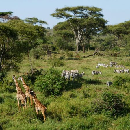 Giraffes and zebras in Serengeti savannah