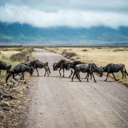 Wildebeest herd crossing road in Ngorongoro
