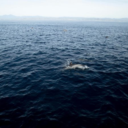 Dolphin in the open ocean
