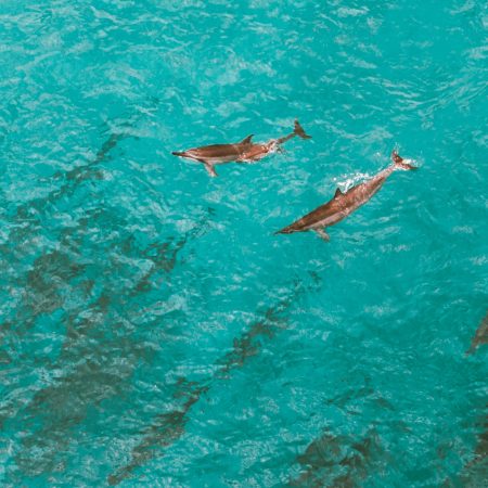 Dolphins swimming in clear turquoise water