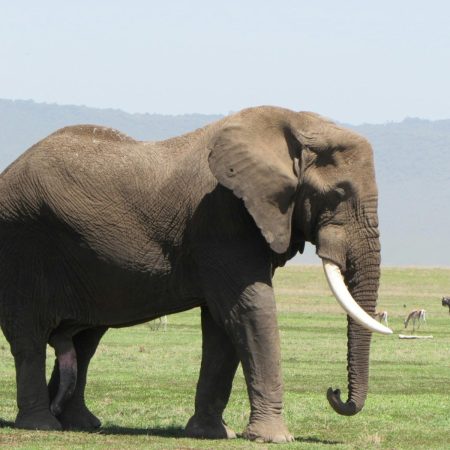 African elephant in Ngorongoro savanna