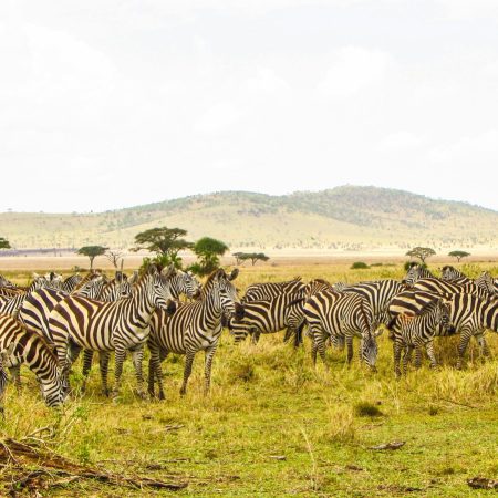 Zebras grazing in Serengeti plains