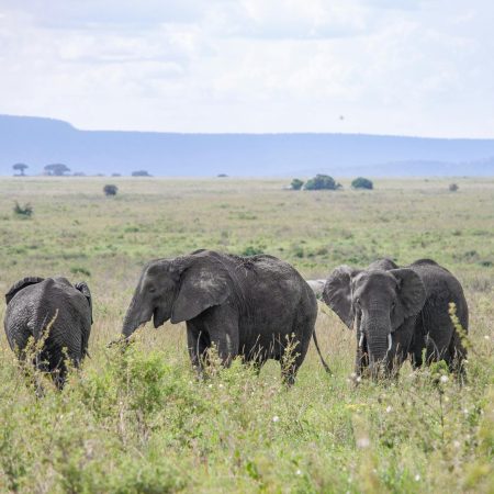 Elephant herd in Serengeti savanna