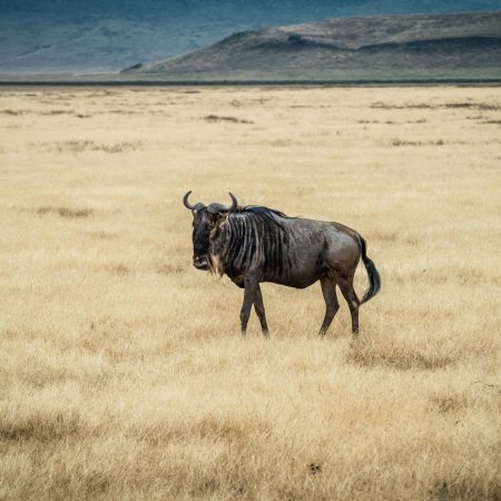 Wildebeest in Ngorongoro grasslands