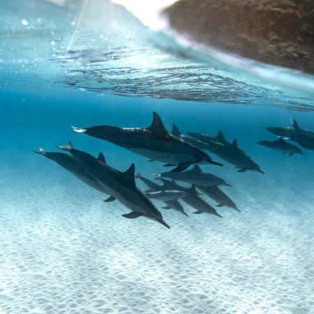 Underwater scene of dolphins swimming